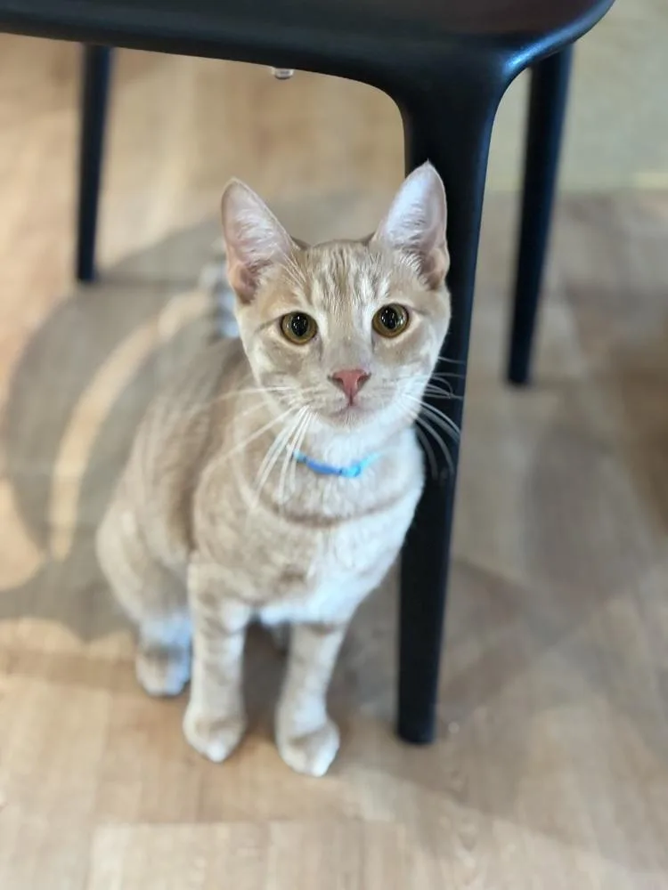 A baby small-sized male Tabby cat named Drubert for adoption in Dallas, TX