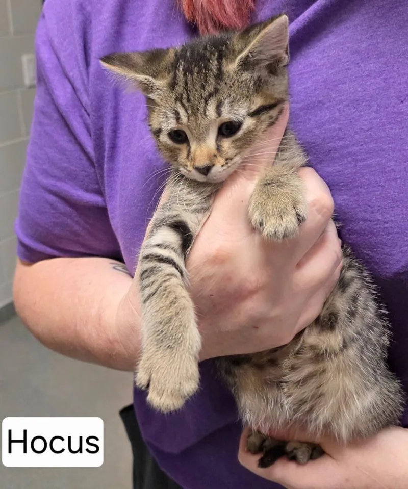 A baby small-sized female Domestic Short Hair cat named Hocus for adoption in East Ridge, TN