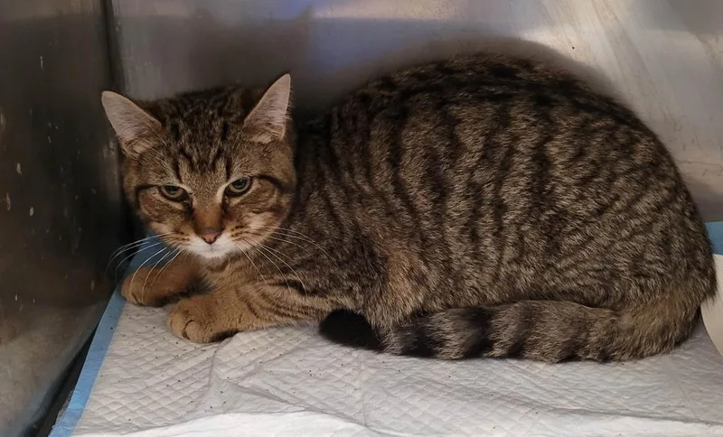 An adult medium-sized male Domestic Short Hair cat named Boba for adoption in Defiance, OH