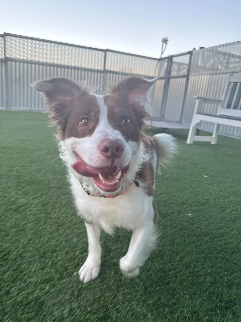 Maverick thumbnail 2