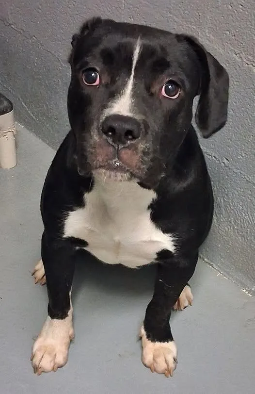 A young medium-sized female Black Labrador Retriever dog named Jelly Belly for adoption in Stuart, VA