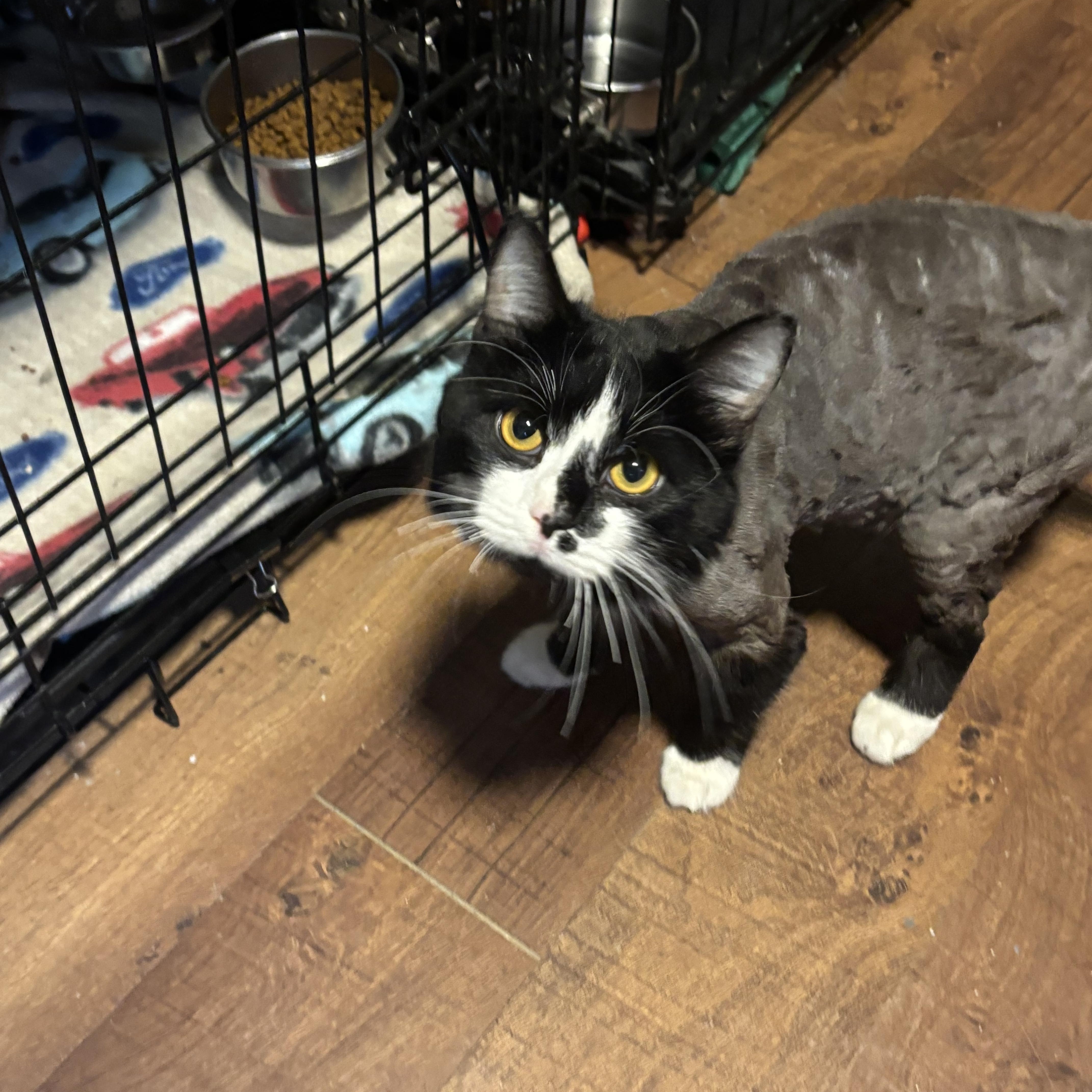 An adult medium-sized male Domestic Long Hair cat named Gunner for adoption in Pittsburgh, PA