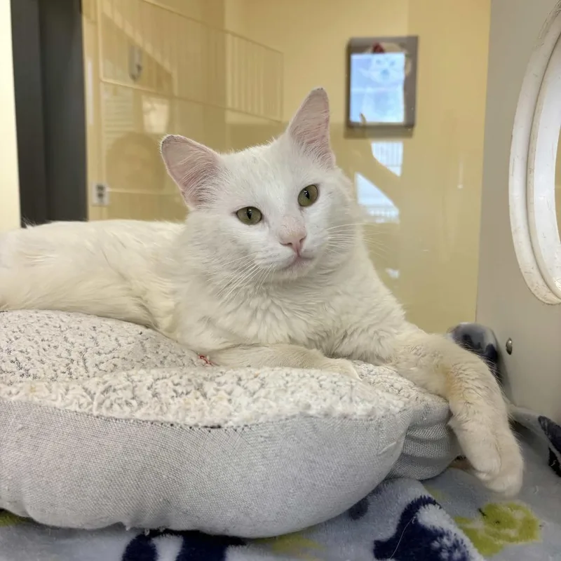A young medium-sized male White Domestic Medium Hair cat named Falkor for adoption in Beaumont, TX