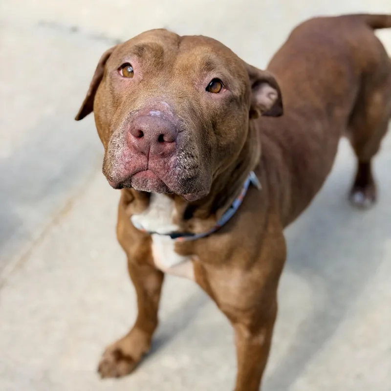 An adult large-sized female Red / Chestnut / Orange Pit Bull Terrier dog named Lilly for adoption in Jackson, NJ