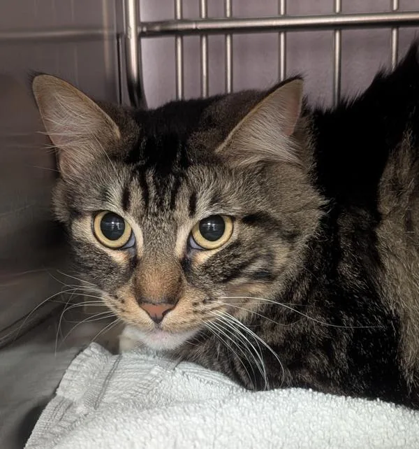 An adult medium-sized female Domestic Short Hair cat named Ping for adoption in Vancouver, WA
