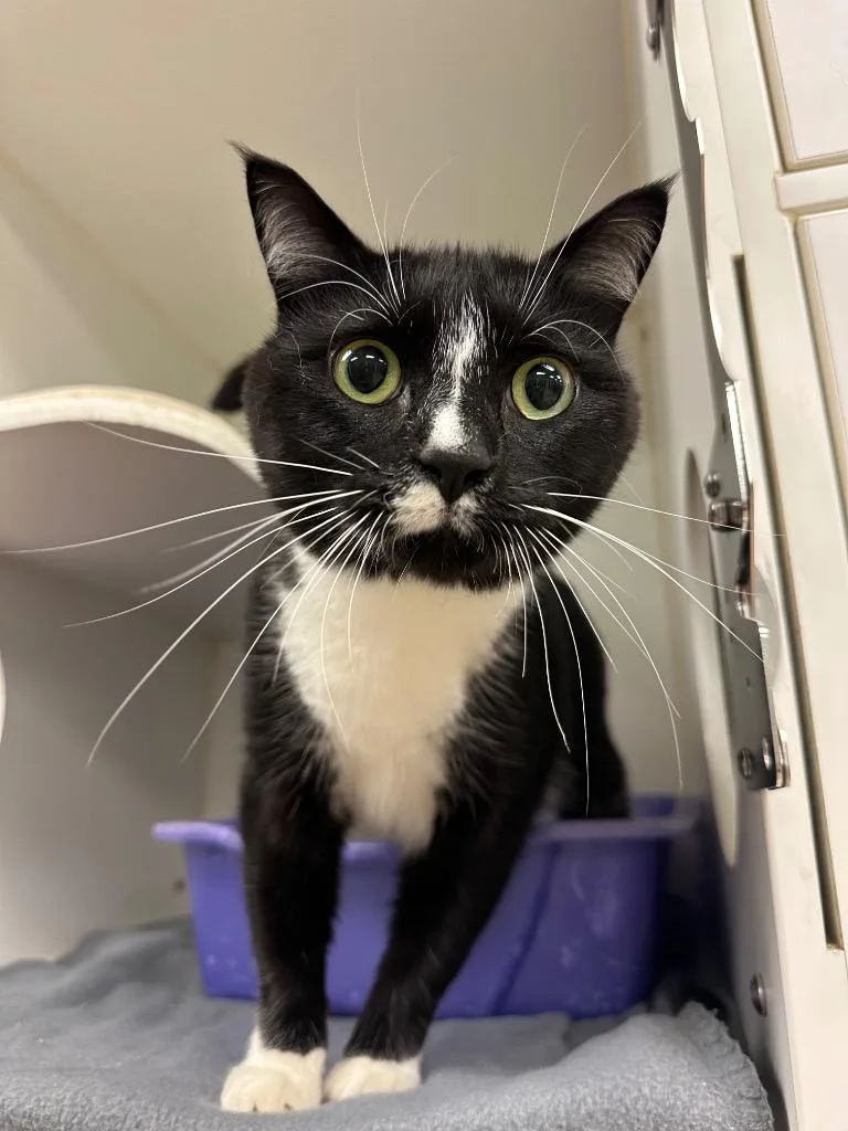A young medium-sized male Domestic Short Hair cat named Maestro for adoption in Johnson City, TN