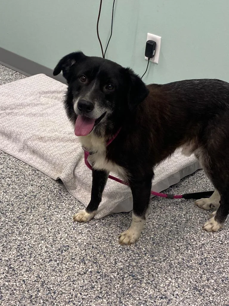 A young medium-sized male Terrier dog named Scruffes for adoption in Athens, TN