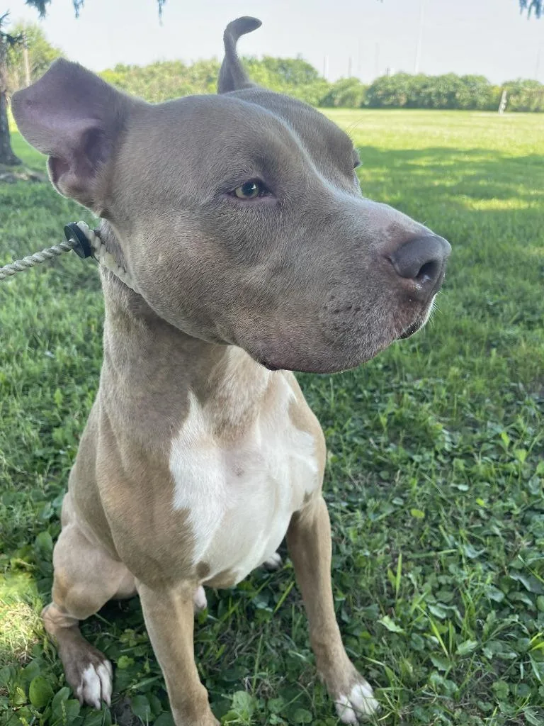 An adult large-sized male Pit Bull Terrier dog named Beef Cake for adoption in Fremont, OH
