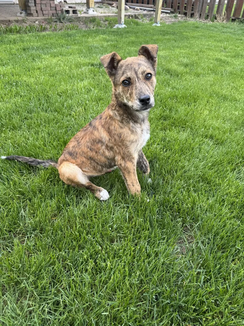 A baby large-sized male Mixed Breed dog named Rocco for adoption in Sioux Falls, SD