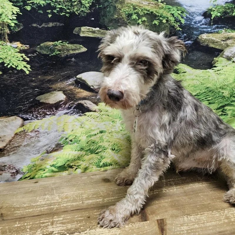 A senior small-sized male Brown / Chocolate Schnauzer dog named Luca for adoption in Normal, IL