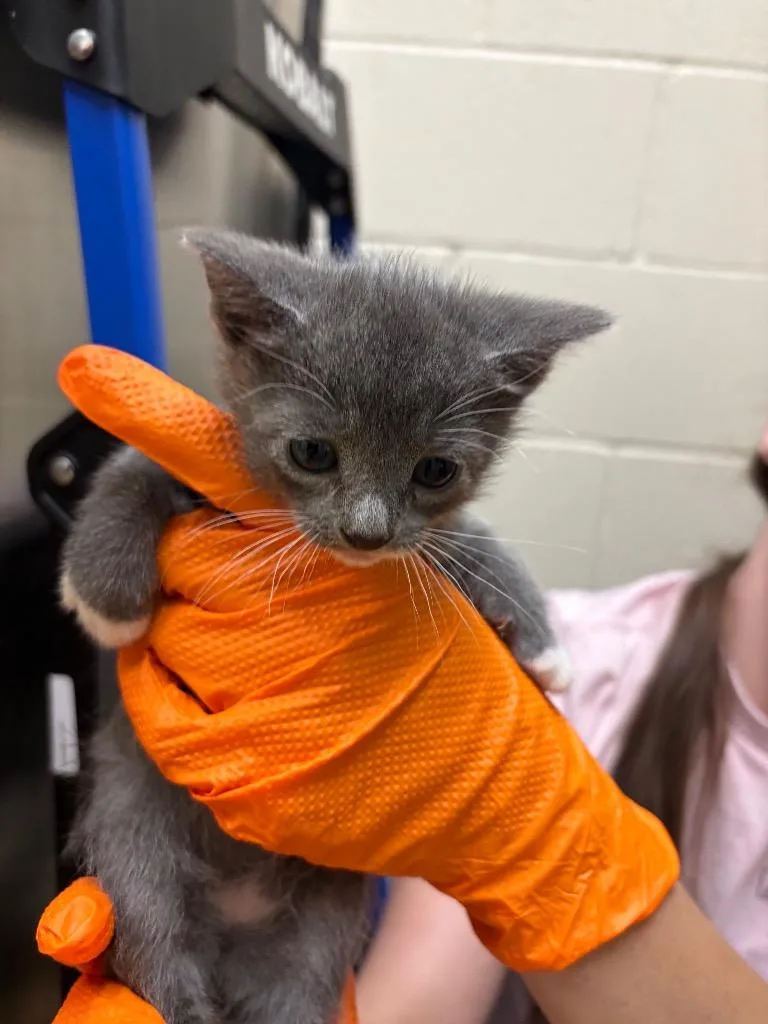 A baby medium-sized female Domestic Short Hair cat named Coraline for adoption in Nacogdoches, TX
