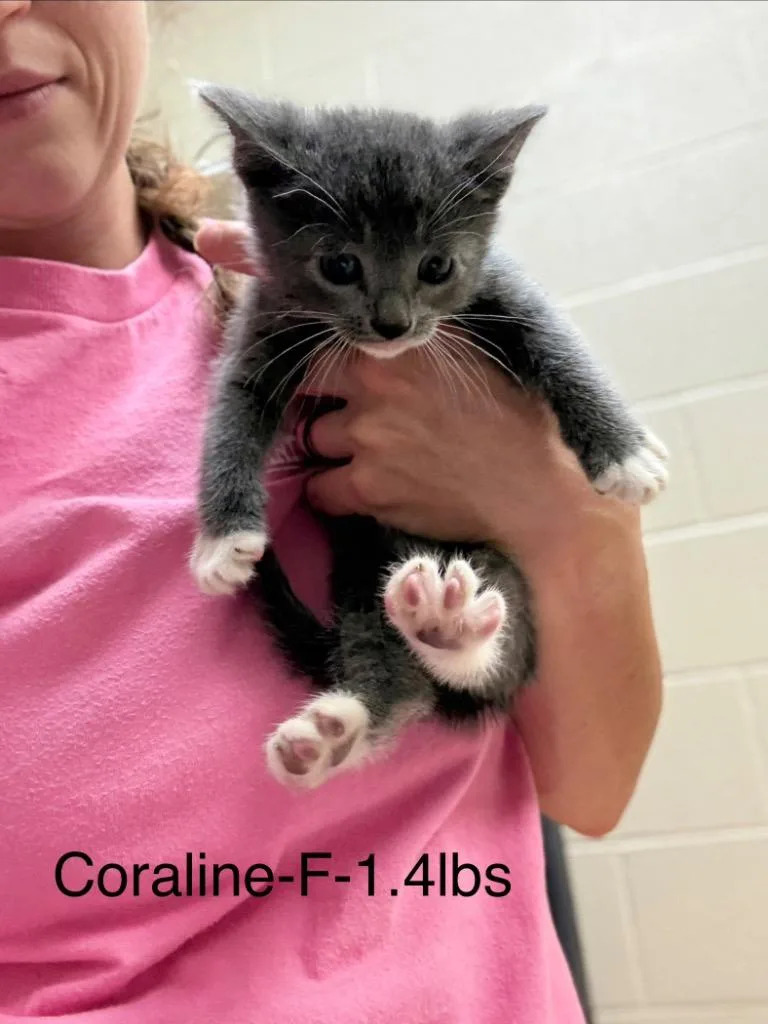 Coraline thumbnail 2