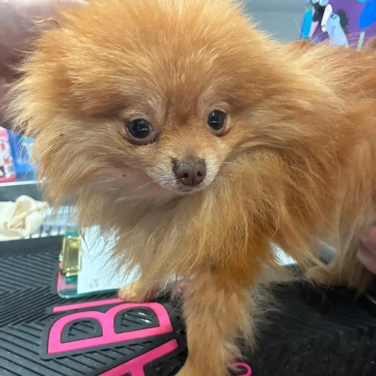 An adult small-sized female Red / Chestnut / Orange Pomeranian dog named Adriana for adoption in Northbrook, IL