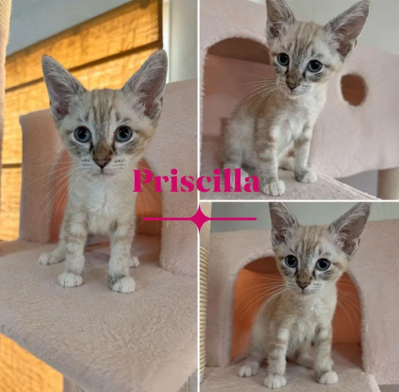 Priscilla