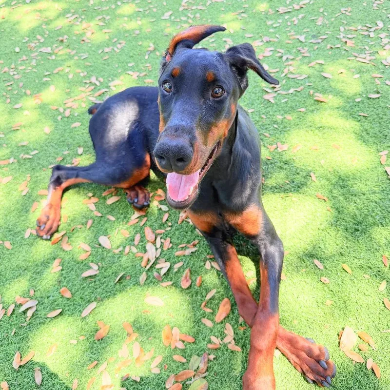 A young medium-sized female Doberman Pinscher dog named Isuzu for adoption in Oakland Park, FL