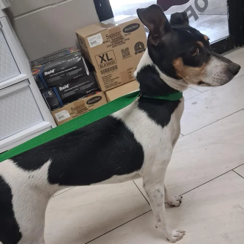 A young small-sized female Tricolor (Brown, Black, & White) Jack Russell Terrier dog named Star  Local August for adoption in Brookshire, TX