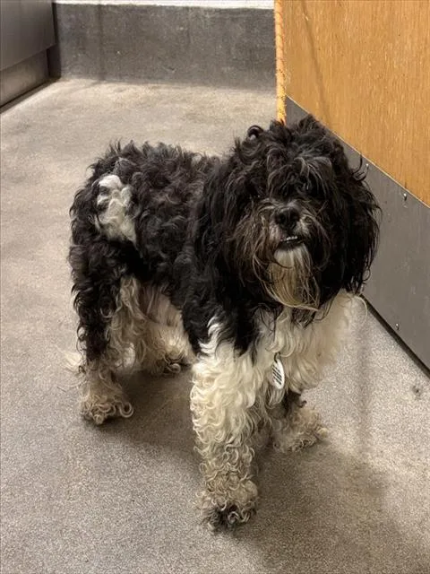 An adult small-sized female Shih Tzu dog named Patricia for adoption in Upper Marlboro, MD