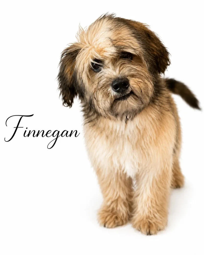 A baby small-sized male Black Mixed Breed dog named Finnegan for adoption in SYLVANIA, GA