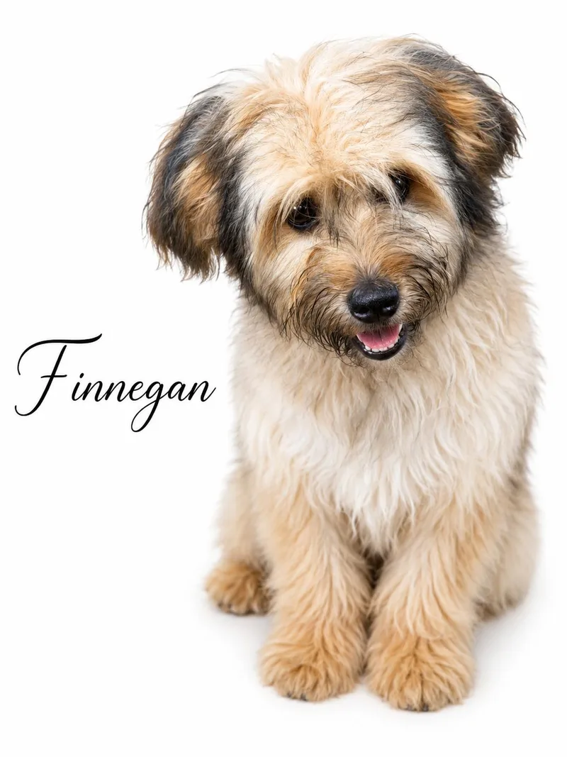 Finnegan thumbnail 4