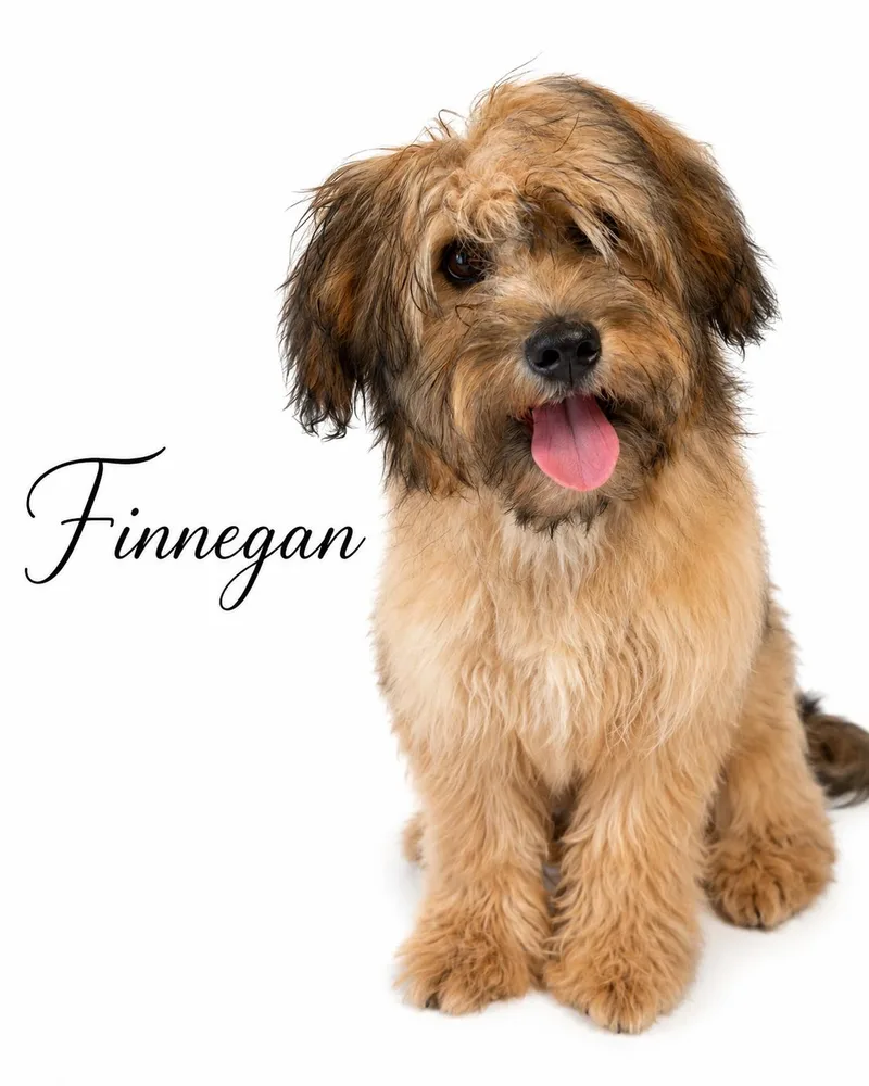 Finnegan thumbnail 5