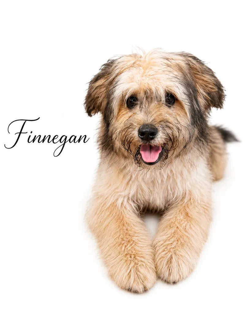 Finnegan thumbnail 6