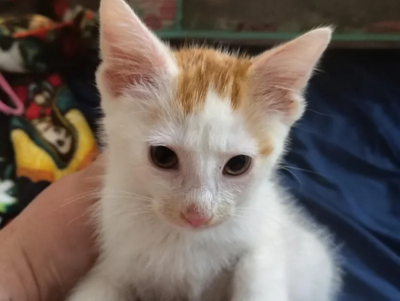 A young medium-sized male Orange & White Domestic Short Hair cat named Figaro for adoption in Lemont, IL