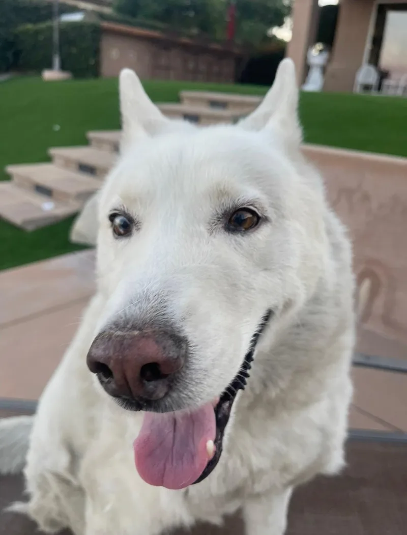A senior large-sized male Siberian Husky dog named Lucky for adoption in Menifee, CA