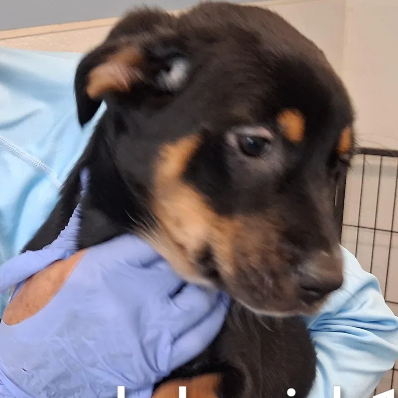 A baby medium-sized female Black Labrador Retriever dog named Robin for adoption in Maynardville, TN