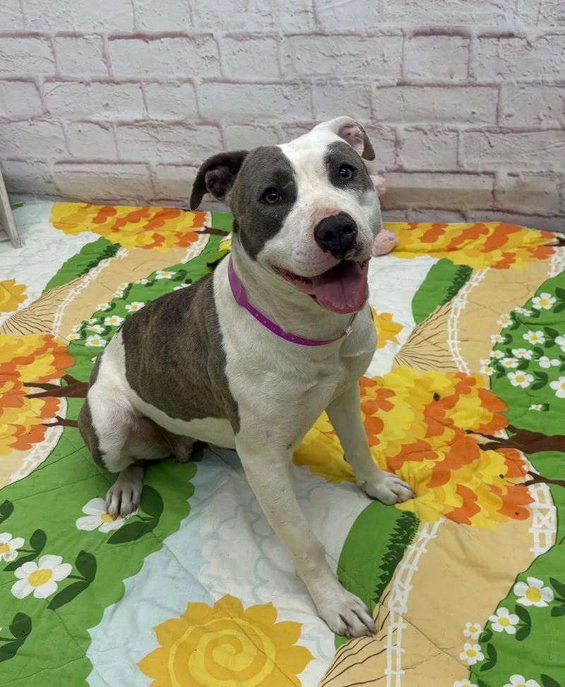 A young large-sized female Mixed Breed dog named Catalpa for adoption in Detroit, MI