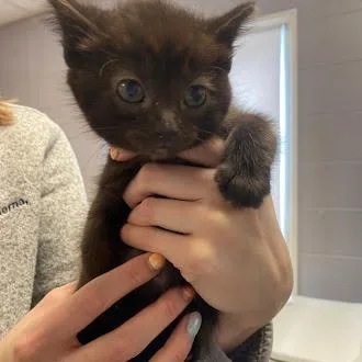 A baby small-sized female Black Domestic Short Hair cat named Wren for adoption in South Elgin, IL