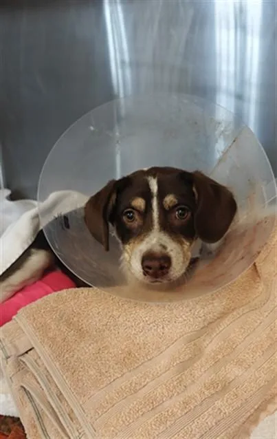 A baby small-sized female Mixed Breed dog named Hannah for adoption in Santa Fe, NM