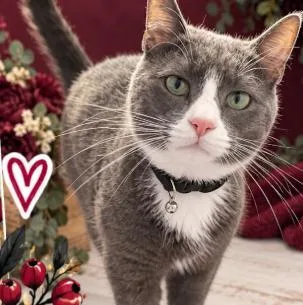 A young medium-sized male Gray & White Domestic Short Hair cat named Theo for adoption in Norfolk, VA