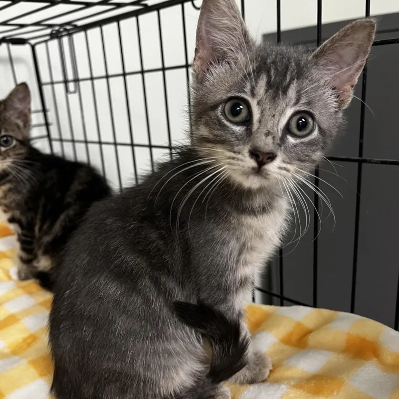 A baby small-sized male Gray / Blue / Silver Domestic Short Hair cat named Paddy for adoption in Houston, TX