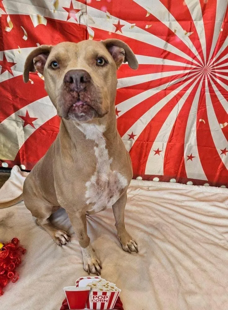 An adult large-sized female American Staffordshire Terrier dog named Honey Aka Halsie for adoption in Gorham, ME