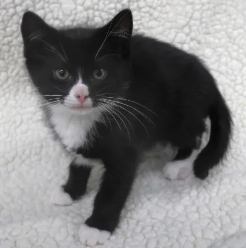 A baby medium-sized male Domestic Medium Hair cat named Sed for adoption in Thief River Falls, MN