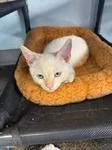 A baby medium-sized male Flame Point Domestic Short Hair cat named Bronze for adoption in Chico, CA