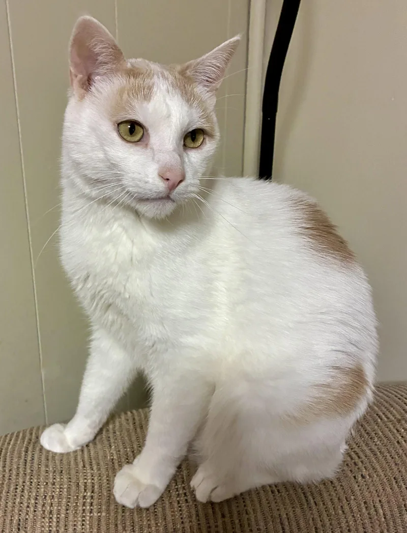 An adult small-sized male Orange & White Domestic Short Hair cat named Oliver for adoption in Forest Lake, MN