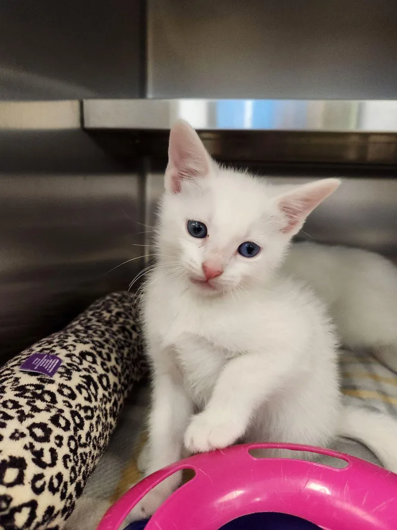 A young medium-sized male White Domestic Short Hair cat named Casper for adoption in Liberty, MO