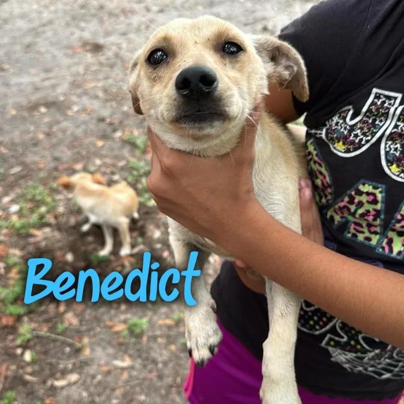 Benedict