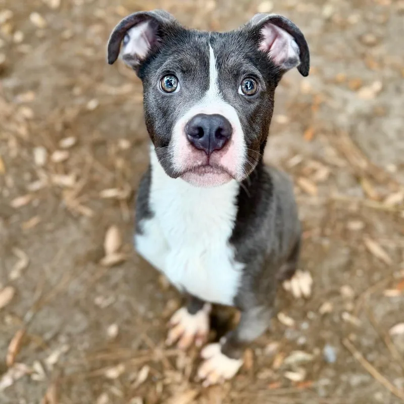 A young medium-sized male Gray / Blue / Silver Mixed Breed dog named Smooch for adoption in Milton, FL
