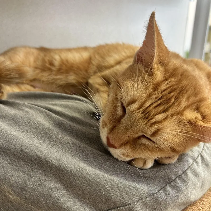 A young medium-sized female Buff / Tan / Fawn Domestic Short Hair cat named Poppy for adoption in Redwood City, CA