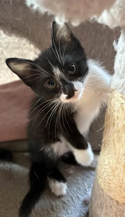 A baby small-sized female Black Domestic Short Hair cat named Orca for adoption in Kansas City, MO