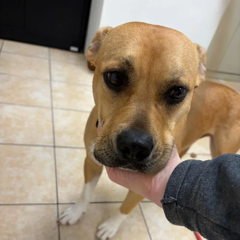 A young medium-sized male Yellow / Tan / Blond / Fawn Boxer dog named Luigi for adoption in Pekin, IL