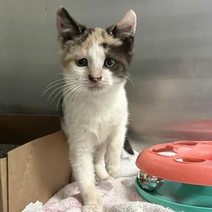 A young medium-sized female Calico Domestic Short Hair cat named Enoki for adoption in Lansing, MI