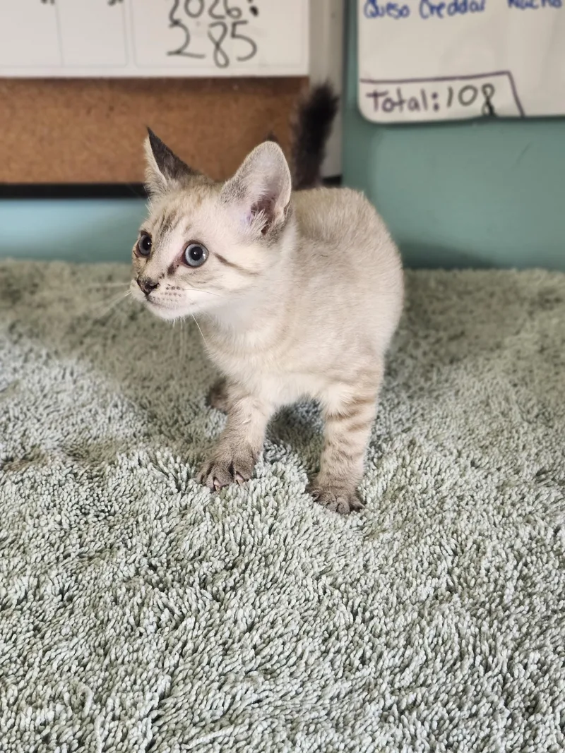 A baby medium-sized female Gray / Blue / Silver Domestic Short Hair cat named Dublin for adoption in Cosby, TN