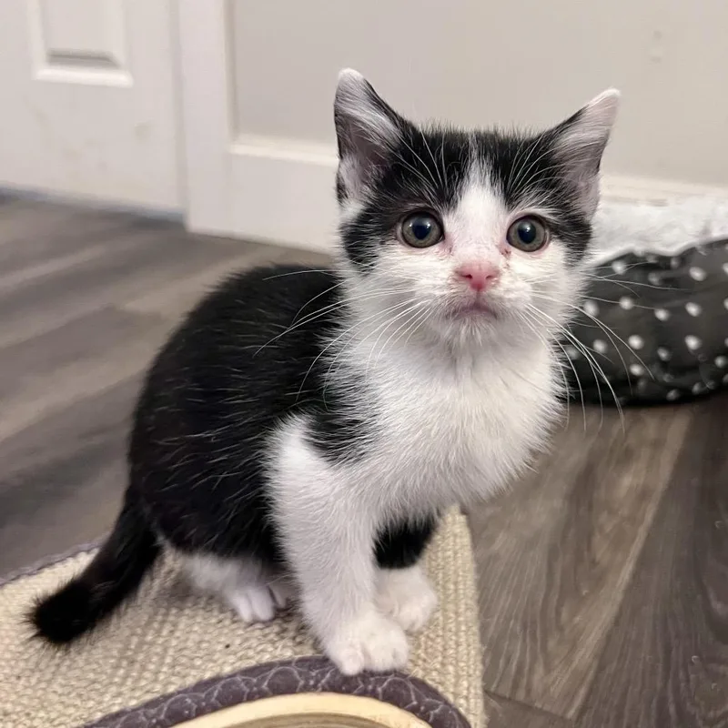 A baby small-sized female White Domestic Short Hair cat named Georgia for adoption in Fairfax Station, VA