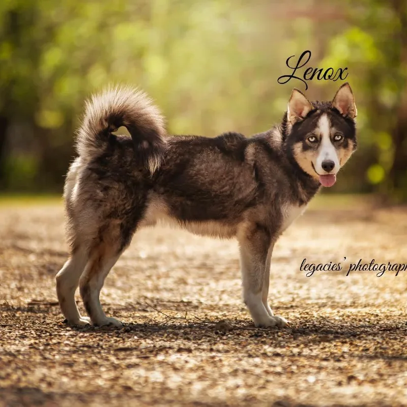 Lenox