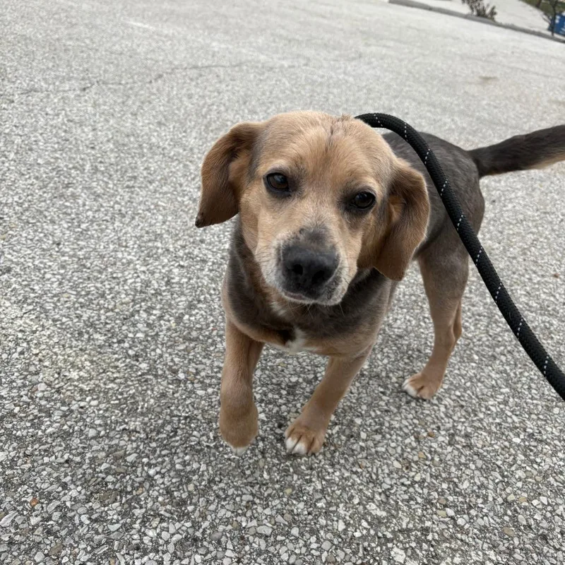 An adult medium-sized male Gray / Blue / Silver Beagle dog named Banjo for adoption in Saint Charles, MO