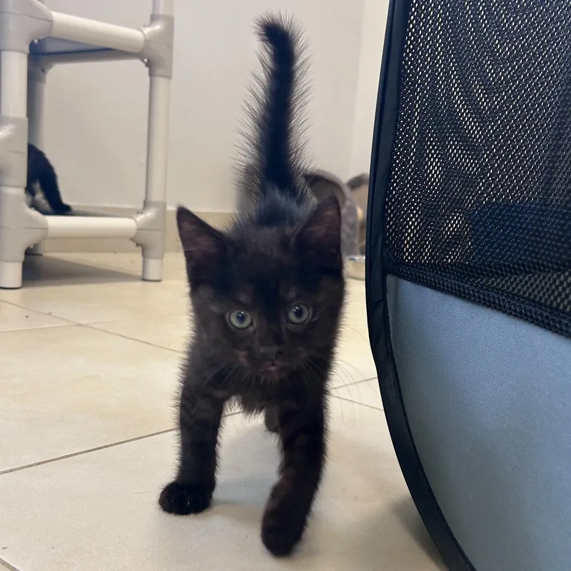 A baby small-sized male Black Domestic Short Hair cat named Toblerone for adoption in North Haven, CT
