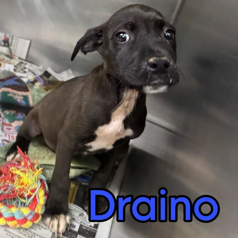 Draino thumbnail 2